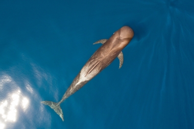 Image of Short-finned pilot whale (Globicephala macrorhynchus) - Male Shiho type, Baja California, Mexico, North Pacific, aerial