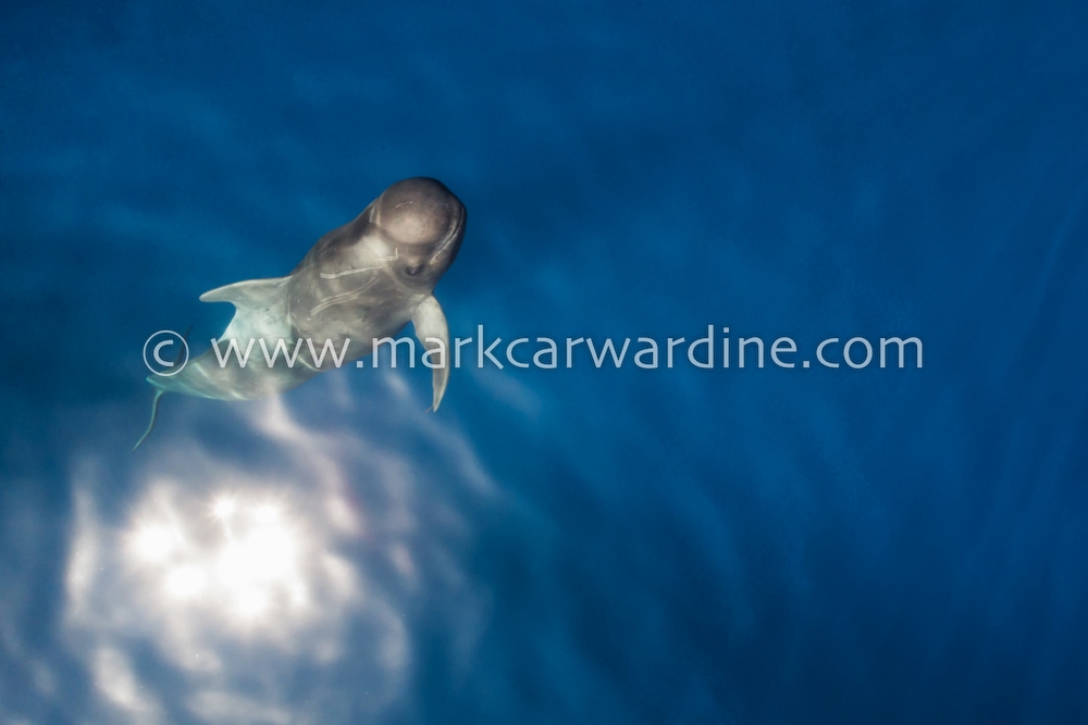 Short-finned pilot whale (Globicephala macrorhynchus)