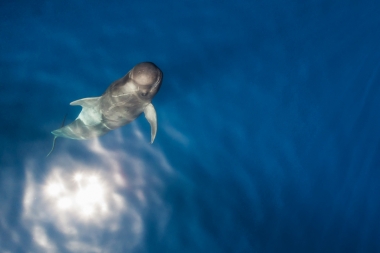 Image of Short-finned pilot whale (Globicephala macrorhynchus) - Male Shiho type, Baja California, Mexico, North Pacific, aerial