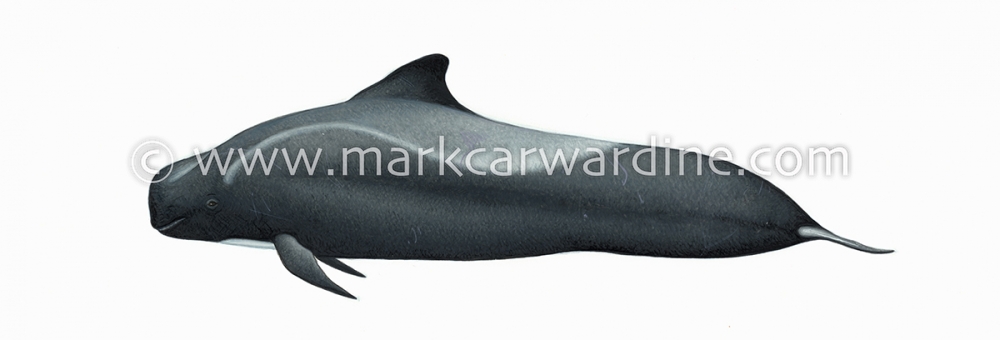 Short-finned pilot whale (Globicephala macrorhynchus)