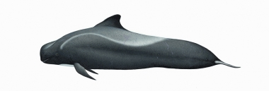 Image of Short-finned pilot whale (Globicephala macrorhynchus) - Adult female