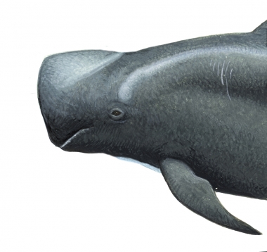 Image of Short-finned pilot whale (Globicephala macrorhynchus) - Adult male head