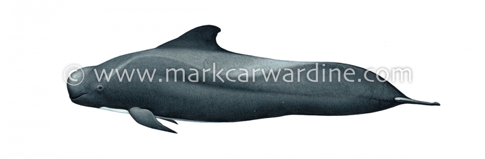 Short-finned pilot whale (Globicephala macrorhynchus)