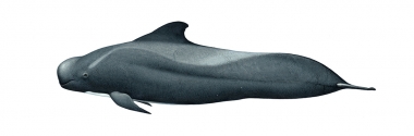 Image of Short-finned pilot whale (Globicephala macrorhynchus) - Adult male