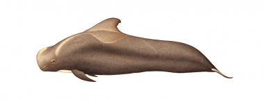 Image of Short-finned pilot whale (Globicephala macrorhynchus) - Adult male brown variation