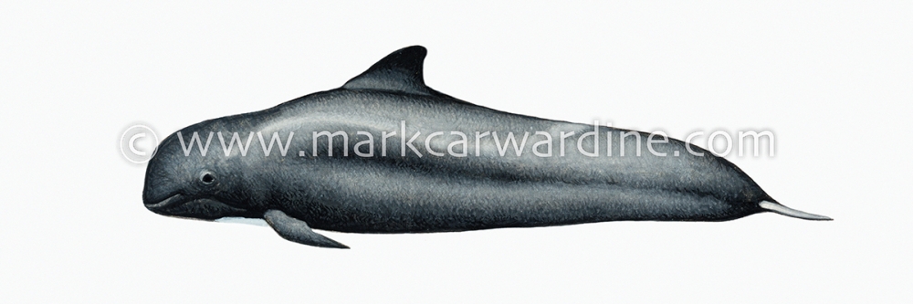 Short-finned pilot whale (Globicephala macrorhynchus)