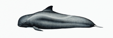 Image of Short-finned pilot whale (Globicephala macrorhynchus) - Calf