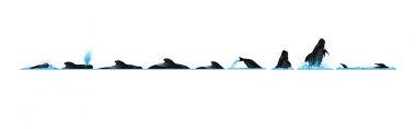 Image of Short-finned pilot whale (Globicephala macrorhynchus) - Dive sequence