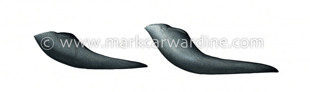 Short-finned pilot whale (Globicephala macrorhynchus)