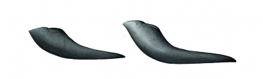 Image of Short-finned pilot whale (Globicephala macrorhynchus) - Flipper comparison, short-finned pilot whale (left), long-finned pilot whale (right)