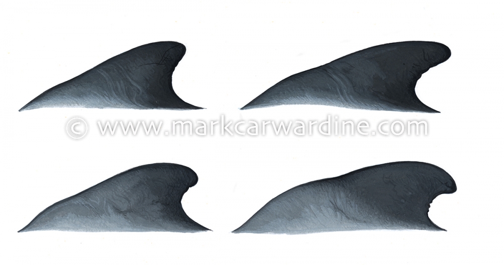 Short-finned pilot whale (Globicephala macrorhynchus)