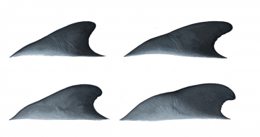 Image of Short-finned pilot whale (Globicephala macrorhynchus) - Male dorsal fin variation