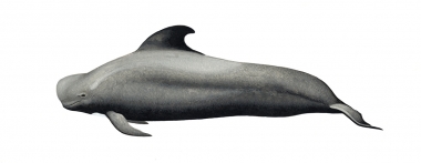 Image of Short-finned pilot whale (Globicephala macrorhynchus) - Adult male Naisa type (throughout range except eastern Pacific and southern Japan)