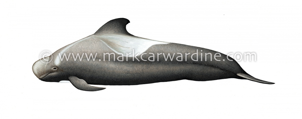 Short-finned pilot whale (Globicephala macrorhynchus)