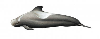 Image of Short-finned pilot whale (Globicephala macrorhynchus) - Adult male Shiho tye (eastern Pacific and northern Japan)
