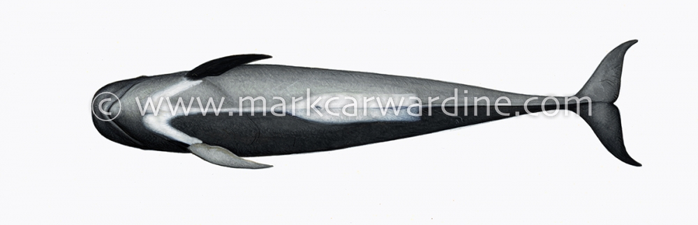 Short-finned pilot whale (Globicephala macrorhynchus)