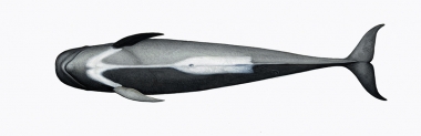 Image of Short-finned pilot whale (Globicephala macrorhynchus) - Adult male underside