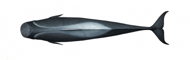 Image of Short-finned pilot whale (Globicephala macrorhynchus) - Adult male topside