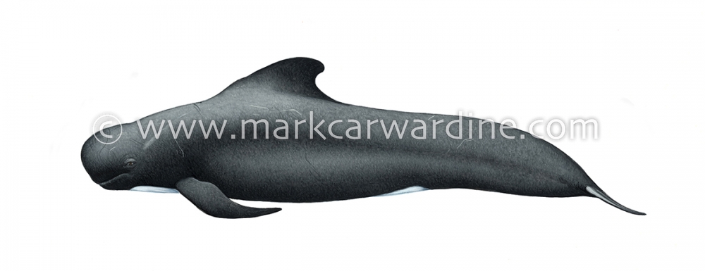 Long-finned pilot whale (Globicephala melas)