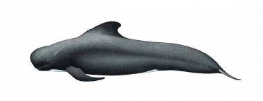 Image of Long-finned pilot whale (Globicephala melas) - Adult male, North Atlantic