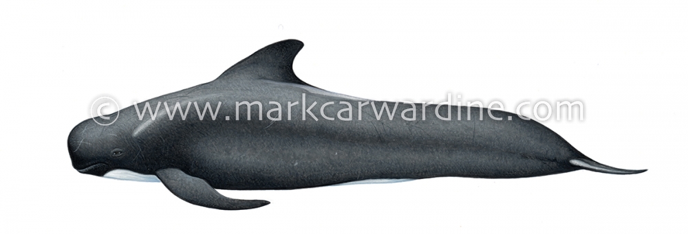 Long-finned pilot whale (Globicephala melas)