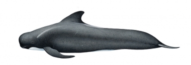 Image of Long-finned pilot whale (Globicephala melas) - Adult female North Atlantic