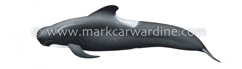 Long-finned pilot whale (Globicephala melas)