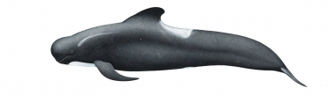 Image of Long-finned pilot whale (Globicephala melas) - Adult male southern hemisphere