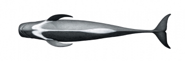 Image of Long-finned pilot whale (Globicephala melas) - Adult male underside