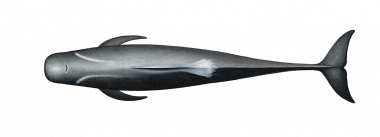 Image of Long-finned pilot whale (Globicephala melas) - Adult male topside