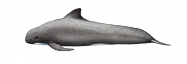 Image of Long-finned pilot whale (Globicephala melas) - Calf