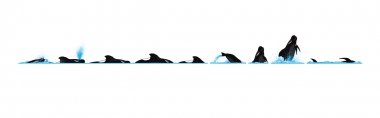 Image of Long-finned pilot whale (Globicephala melas) - Dive sequence