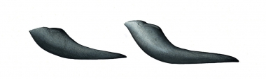 Image of Long-finned pilot whale (Globicephala melas) - Flipper comparison, short-finned pilot whale (left), long-finned pilot whale (right)