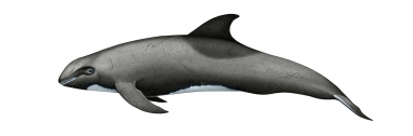 Image of Melon-headed whale (Peponocephala electra) - Adult male