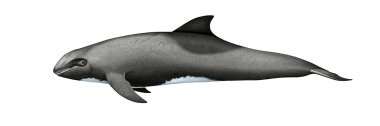 Image of Melon-headed whale (Peponocephala electra) - Adult female