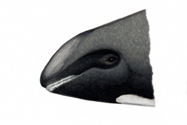 Image of Melon-headed whale (Peponocephala electra) - Head