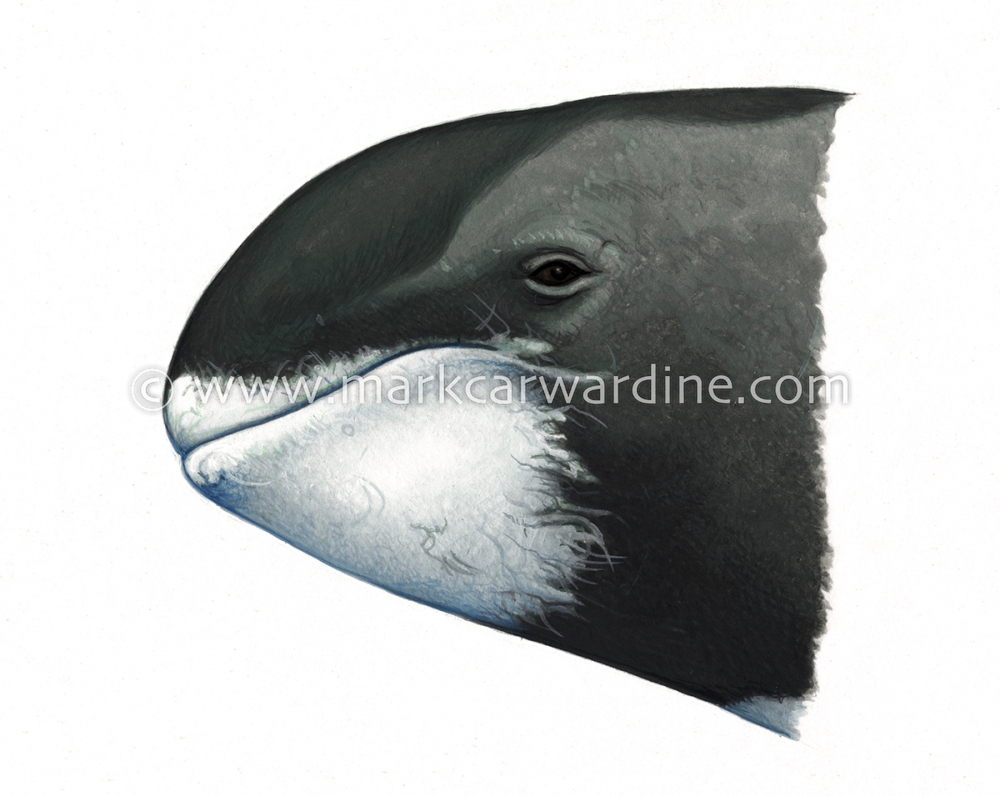 Pygmy killer whale (Feresa attenuata)