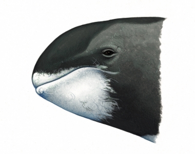 Image of Pygmy killer whale (Feresa attenuata) - Head (to compare with melon-headed whale)