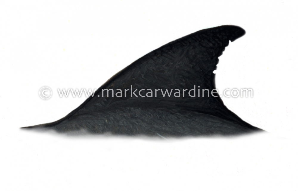 Melon-headed whale (Peponocephala electra)