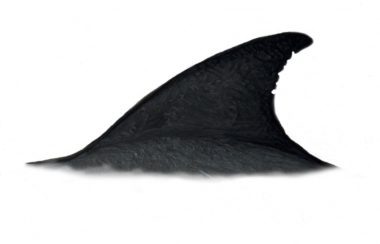 Image of Melon-headed whale (Peponocephala electra) - Dorsal fin variation