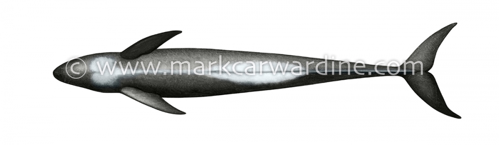 Melon-headed whale (Peponocephala electra)