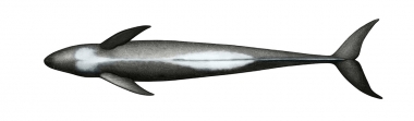 Image of Melon-headed whale (Peponocephala electra) - Adult underside