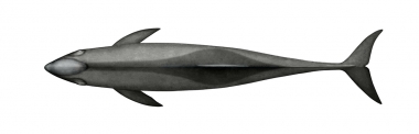Image of Melon-headed whale (Peponocephala electra) - Adult topside