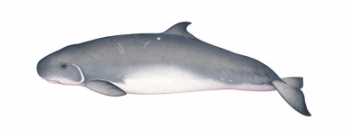 Image of Dwarf sperm whale (Kogia sima) - Adult