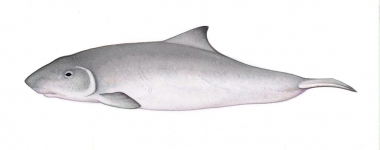 Image of Dwarf sperm whale (Kogia sima) - Calf