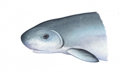 Image of Dwarf sperm whale (Kogia sima) - Head showing colour variation