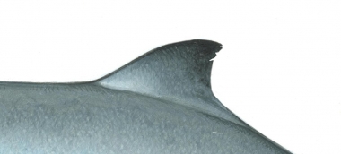 Image of Dwarf sperm whale (Kogia sima) - Dorsal fin variation
