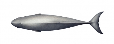 Image of Dwarf sperm whale (Kogia sima) - Adult topside