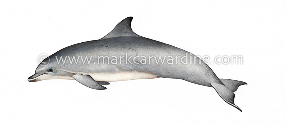 Common bottlenose dolphin (Tursiops truncatus)