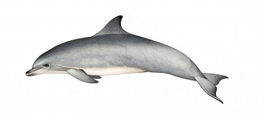 Image of Common bottlenose dolphin (Tursiops truncatus) - Adult